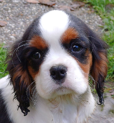 des touches noires - Cavalier King Charles Spaniel - Portée née le 10/09/2024