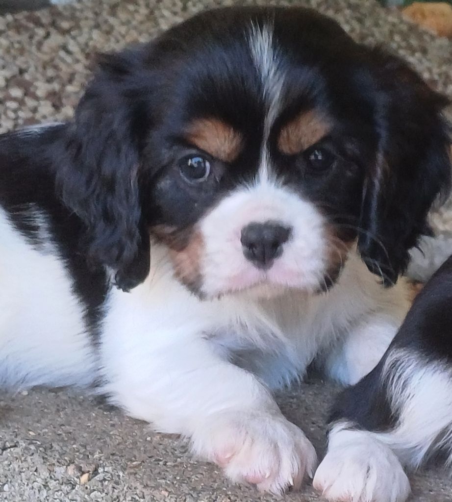 des touches noires - Chiots disponibles - Cavalier King Charles Spaniel