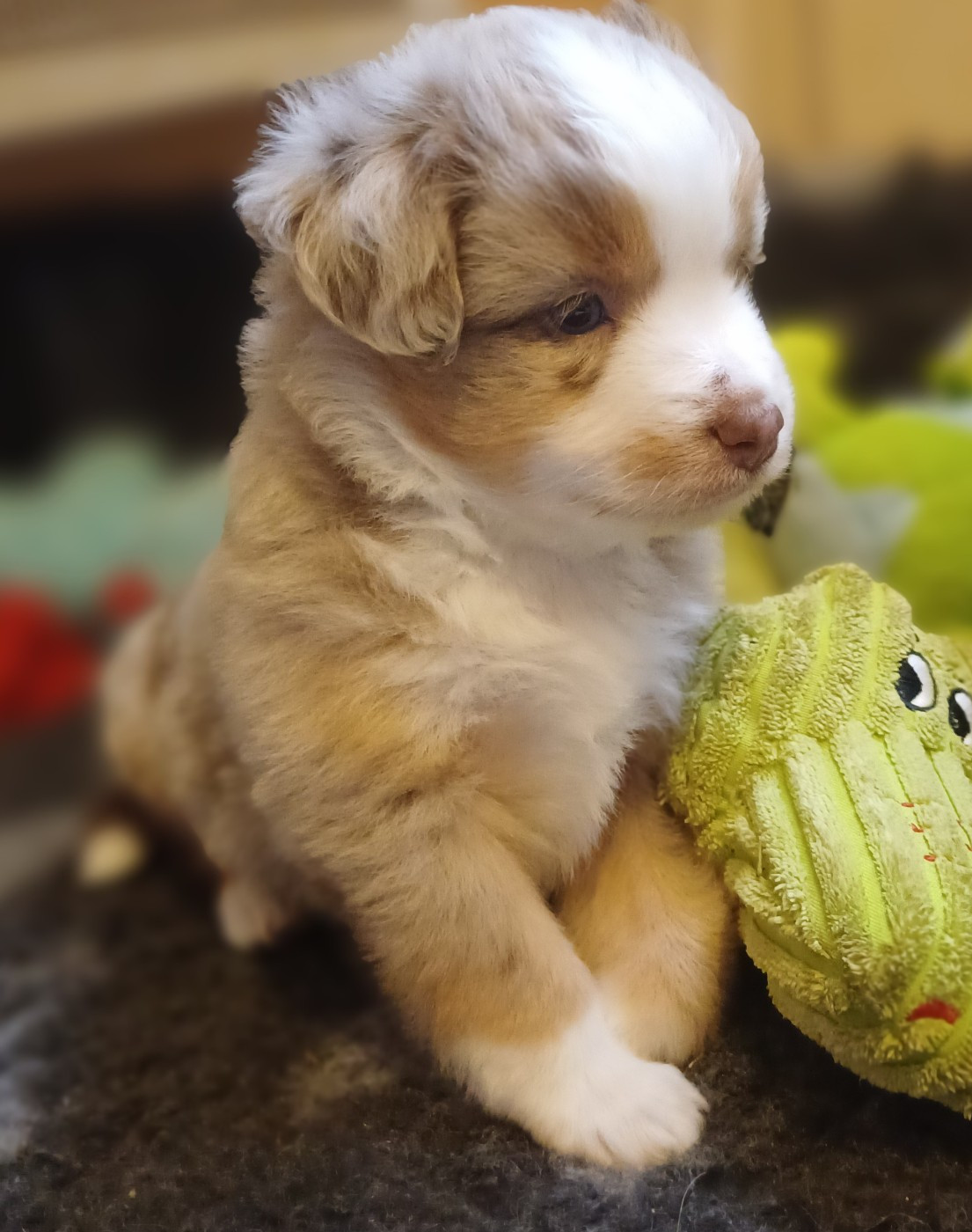 des touches noires - Chiots disponibles - Berger Américain Miniature 