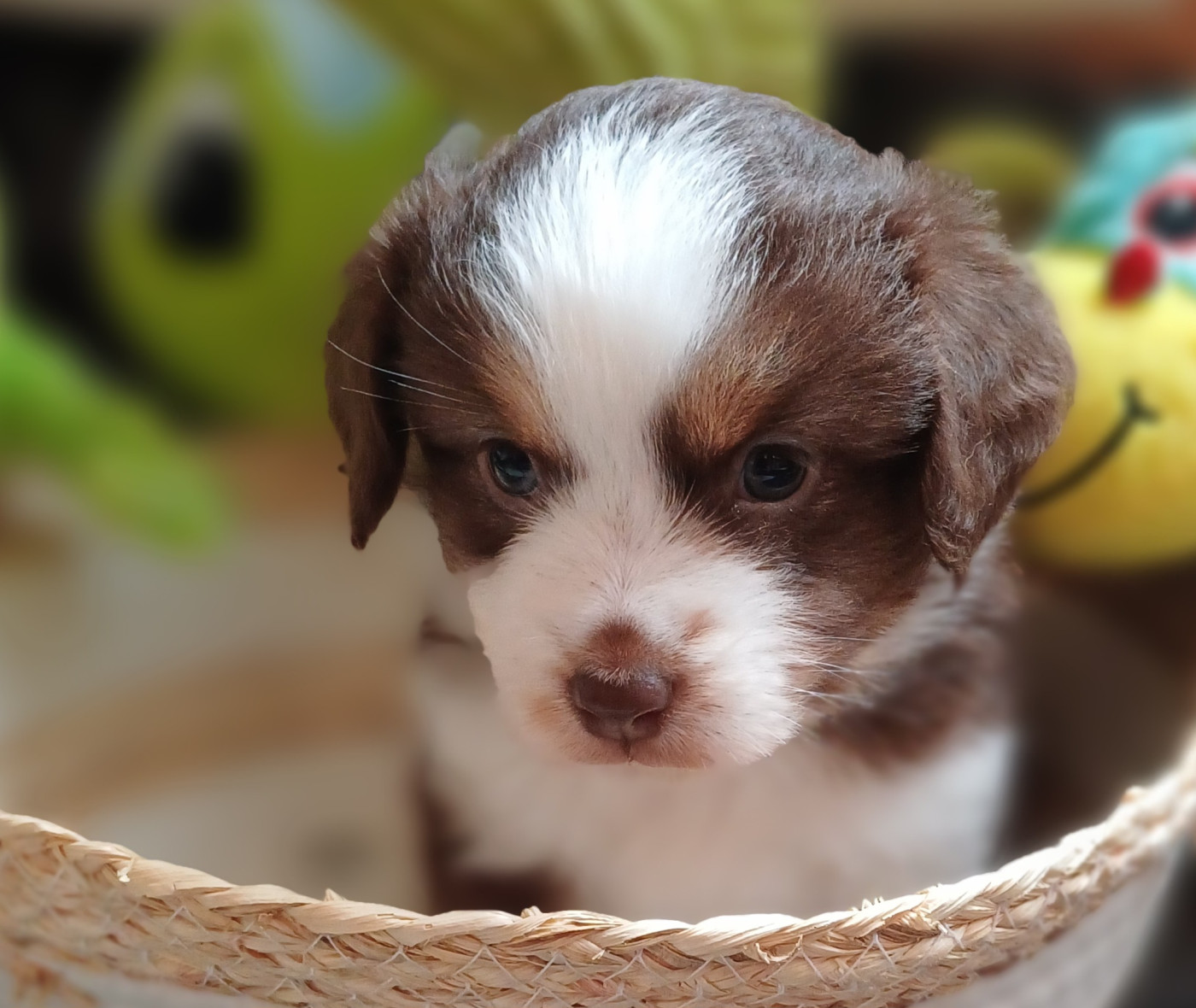 des touches noires - Chiots disponibles - Berger Américain Miniature 