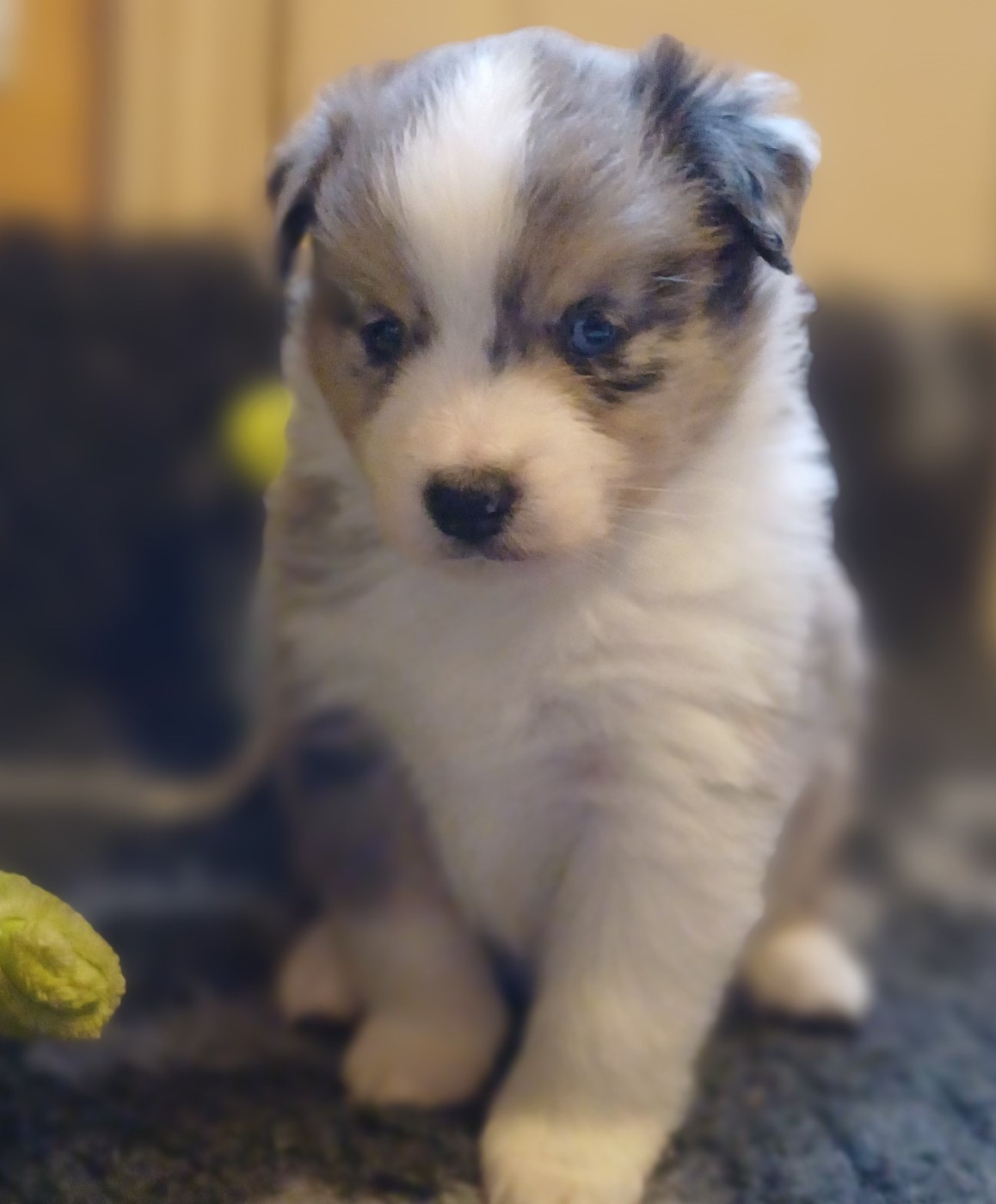 des touches noires - Chiots disponibles - Berger Américain Miniature 