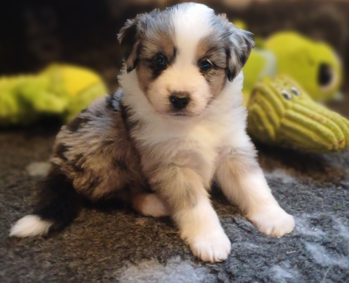 des touches noires - Chiots disponibles - Berger Américain Miniature 