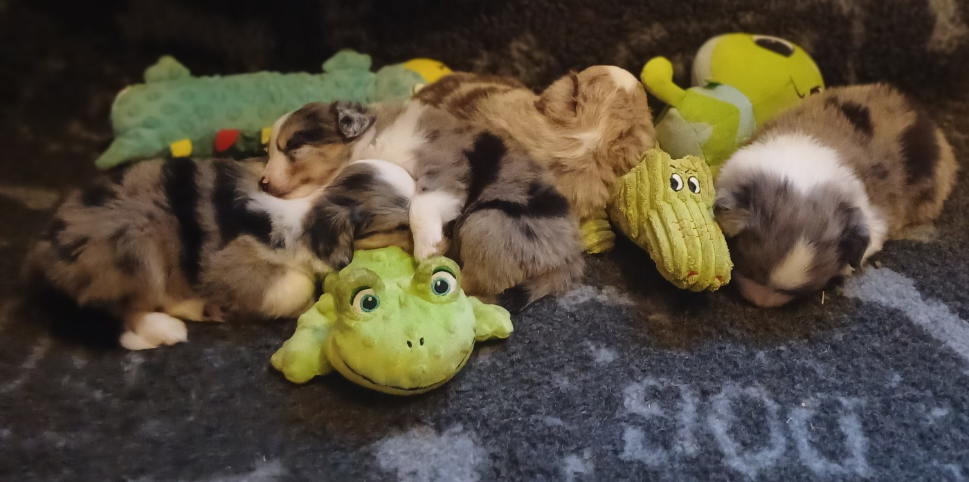 Chiot Berger Américain Miniature  des touches noires