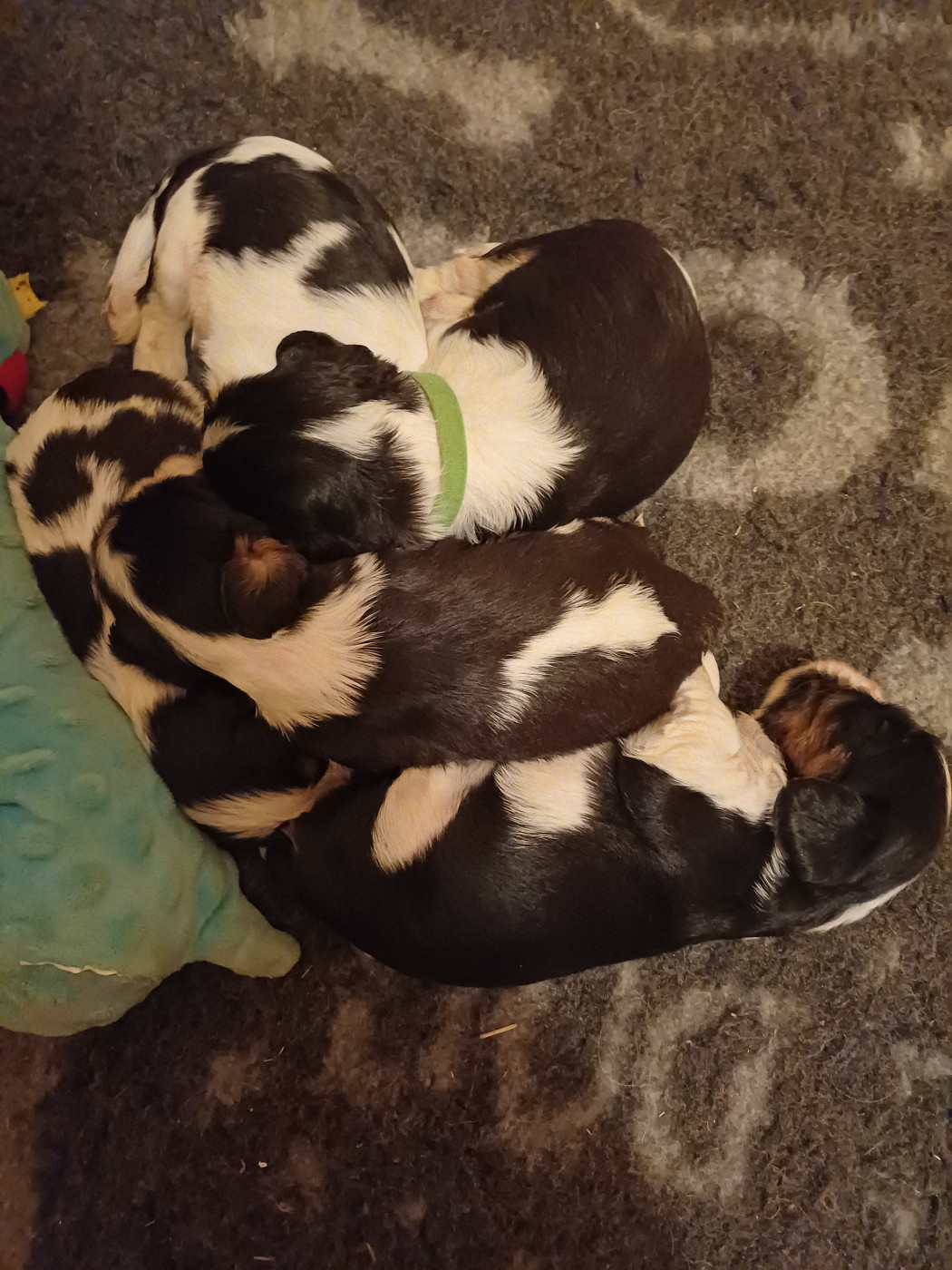 Chiot Cavalier King Charles Spaniel des touches noires