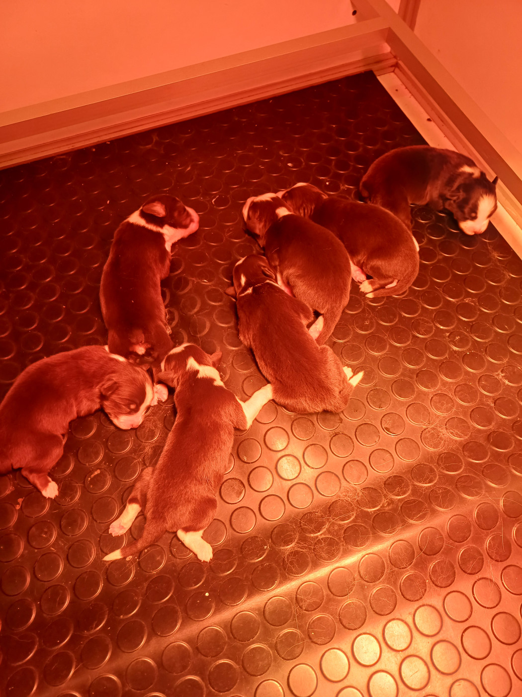 Chiot Berger Américain Miniature  des touches noires