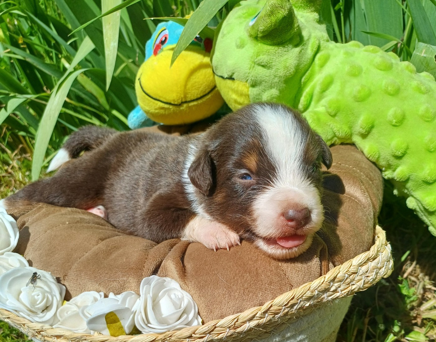 des touches noires - Chiots disponibles - Berger Américain Miniature 