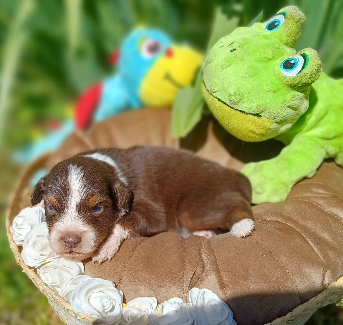 des touches noires - Chiots disponibles - Berger Américain Miniature 