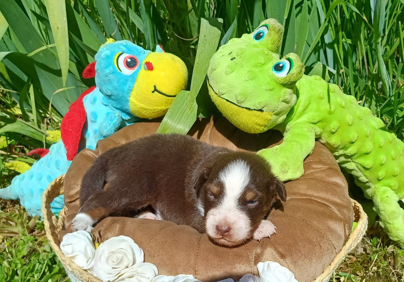 des touches noires - Chiots disponibles - Berger Américain Miniature 