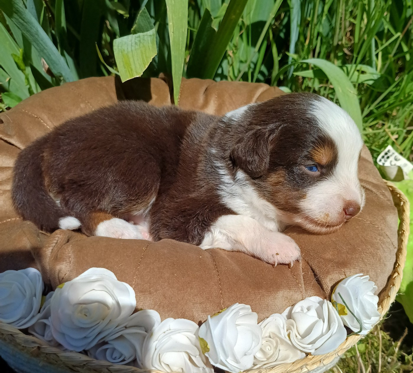 des touches noires - Chiots disponibles - Berger Américain Miniature 