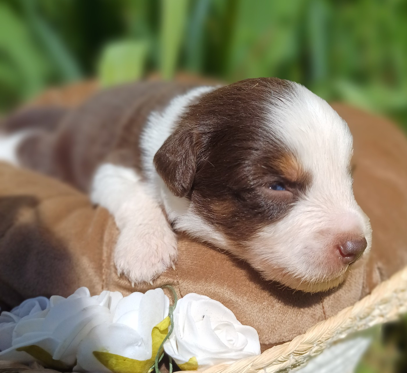 des touches noires - Chiots disponibles - Berger Américain Miniature 