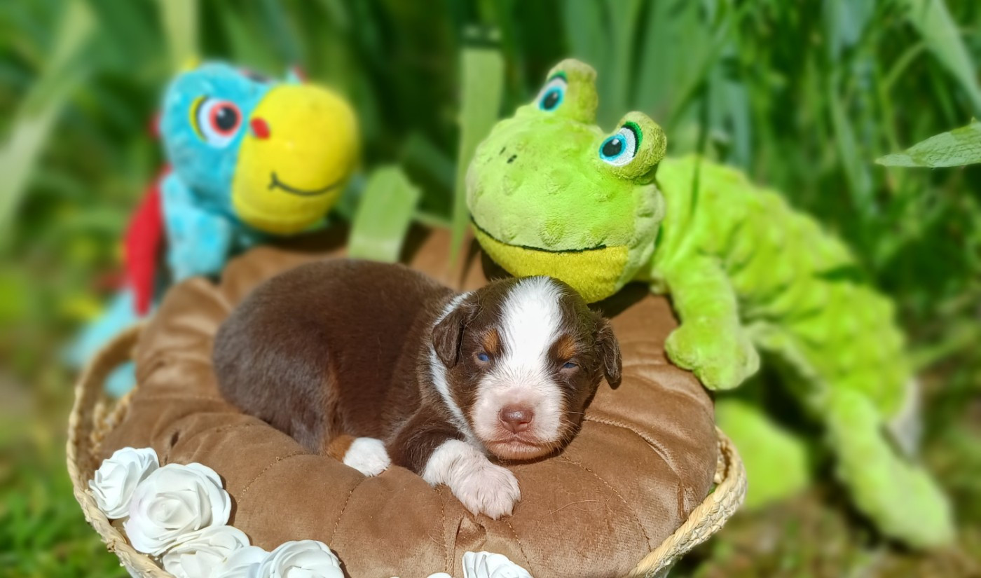 des touches noires - Chiots disponibles - Berger Américain Miniature 