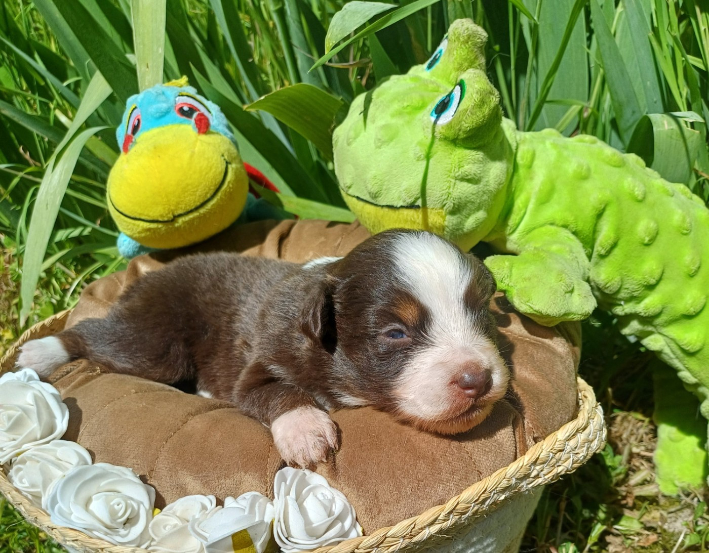 des touches noires - Chiots disponibles - Berger Américain Miniature 