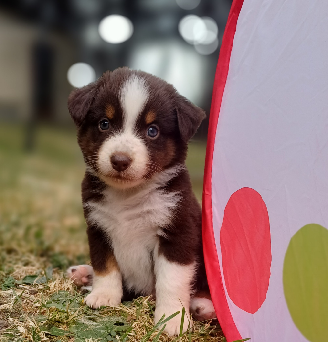 des touches noires - Chiots disponibles - Berger Américain Miniature 