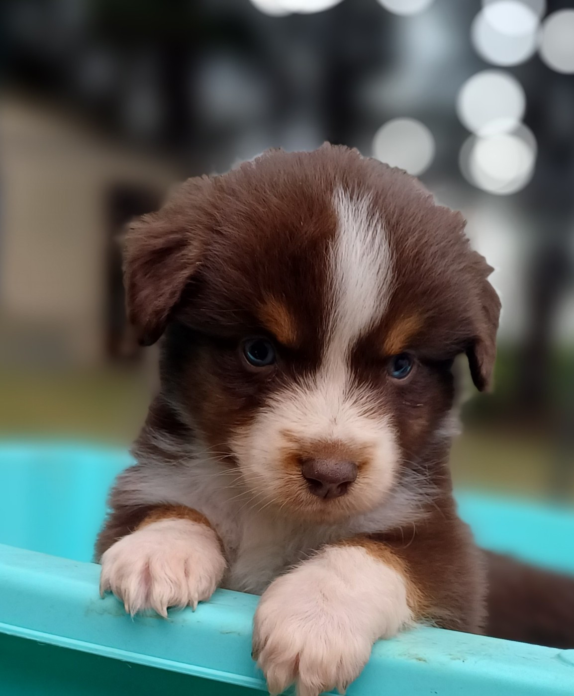 des touches noires - Chiots disponibles - Berger Américain Miniature 