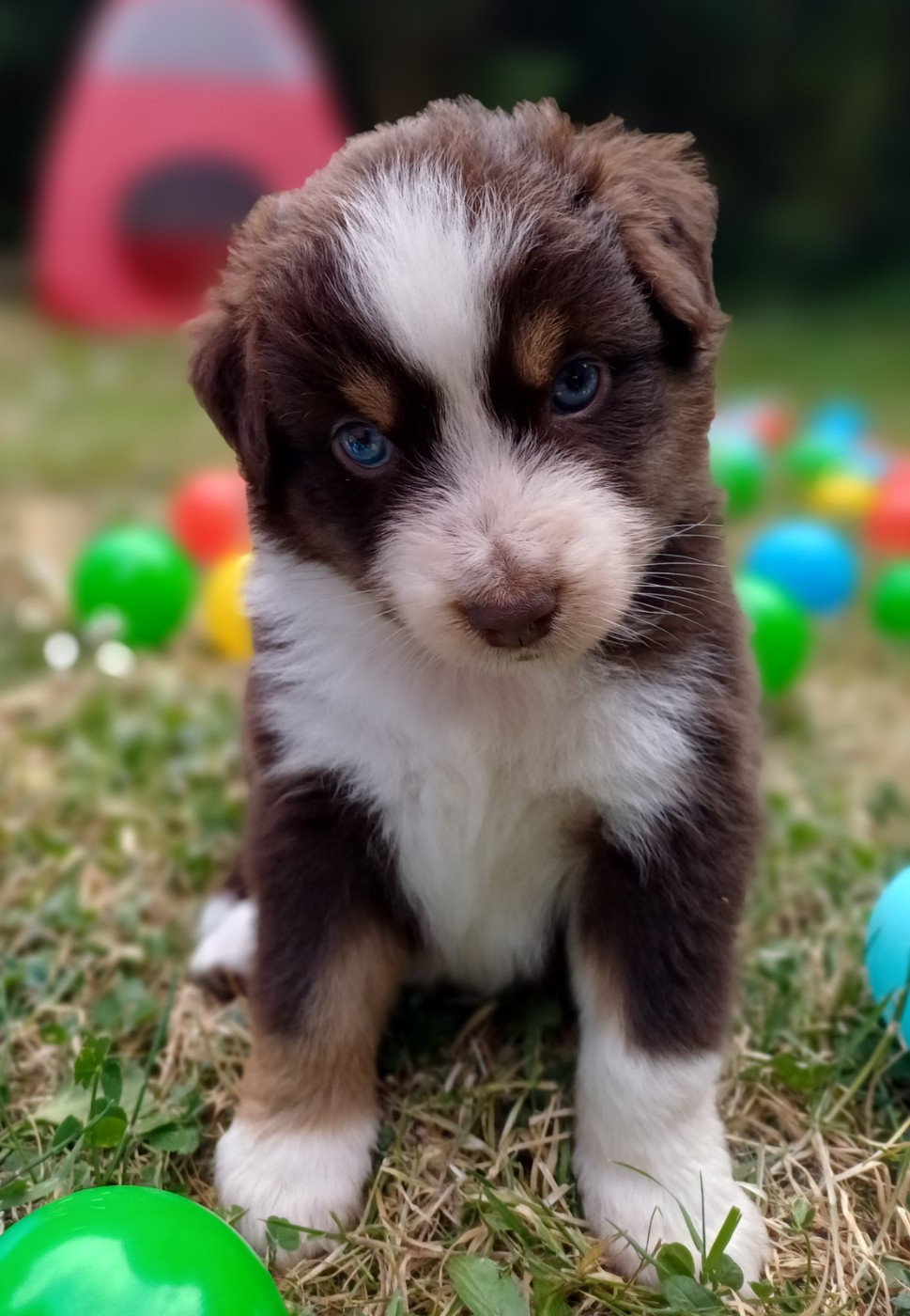 des touches noires - Chiots disponibles - Berger Américain Miniature 