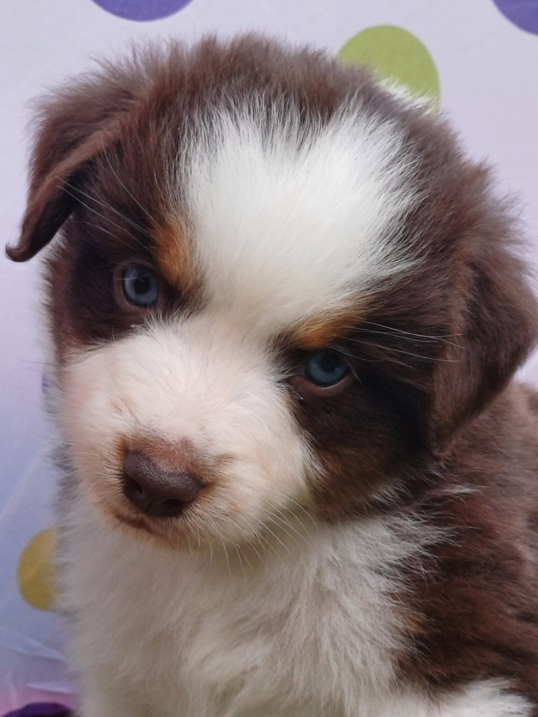 des touches noires - Chiots disponibles - Berger Américain Miniature 