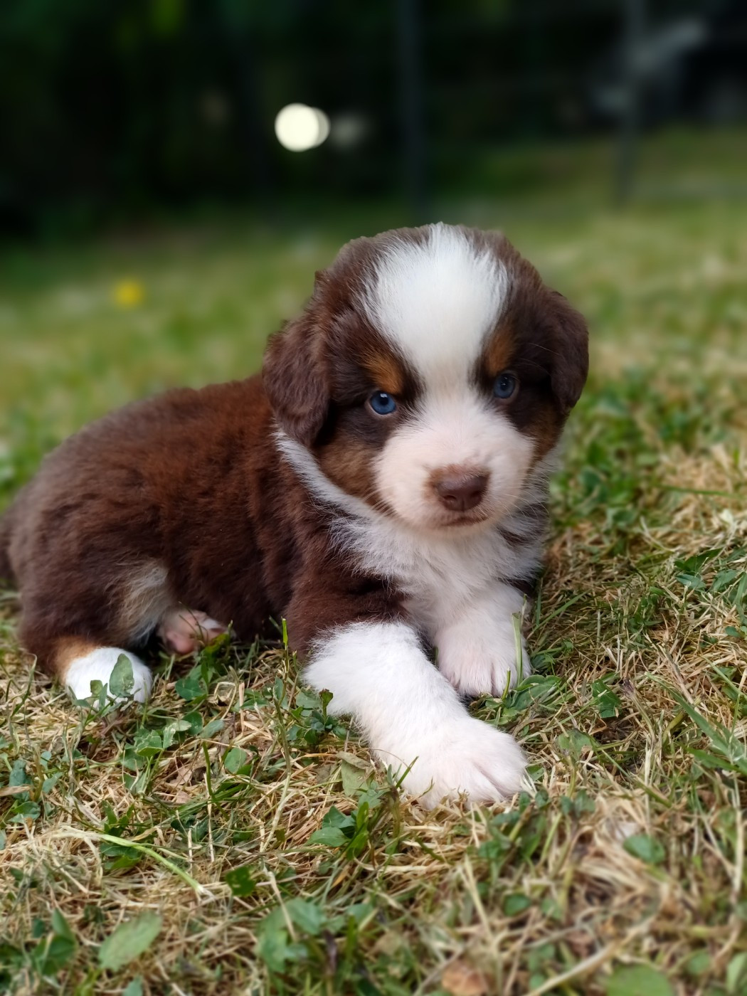 des touches noires - Chiots disponibles - Berger Américain Miniature 