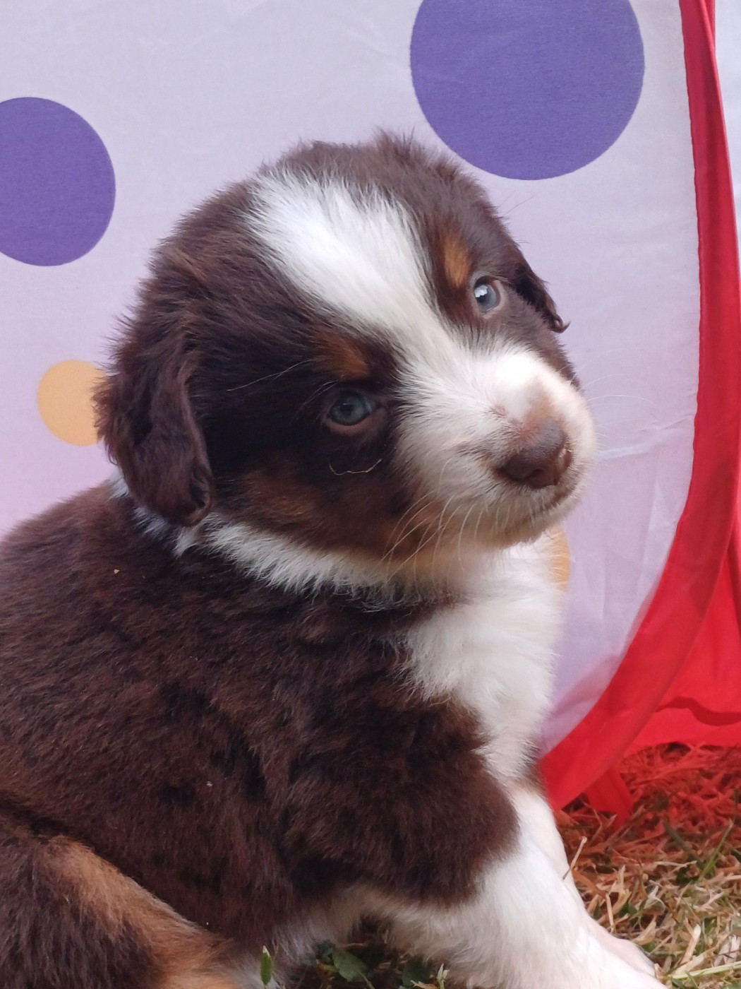 des touches noires - Chiots disponibles - Berger Américain Miniature 