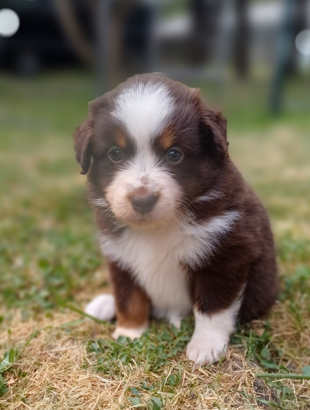 des touches noires - Chiots disponibles - Berger Américain Miniature 