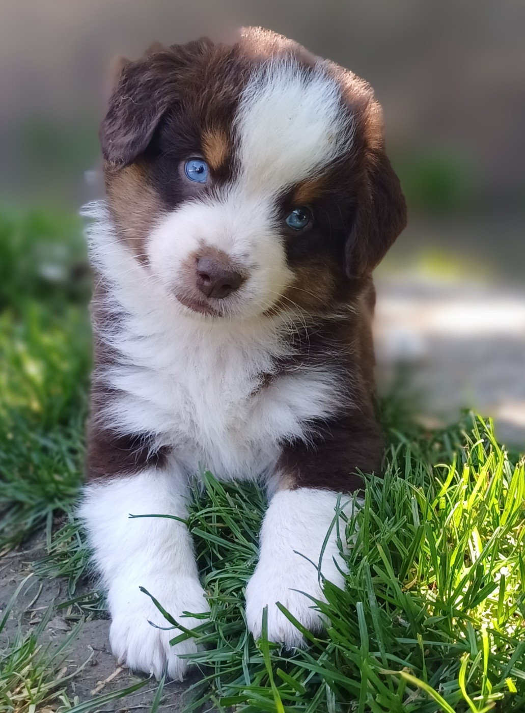 des touches noires - Chiots disponibles - Berger Américain Miniature 