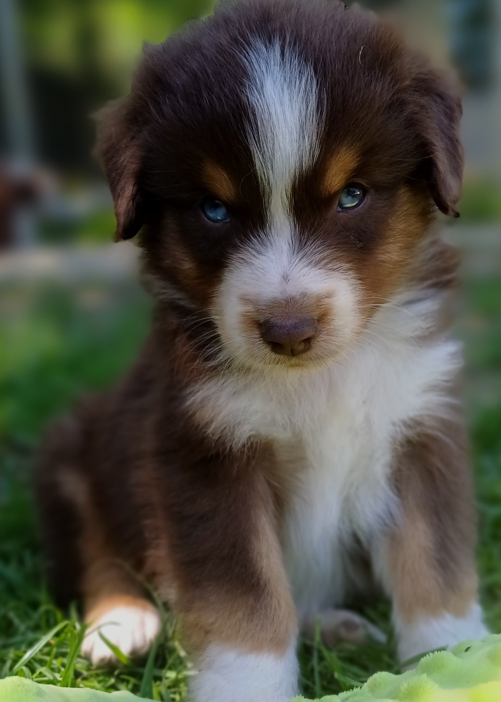 des touches noires - Chiots disponibles - Berger Américain Miniature 