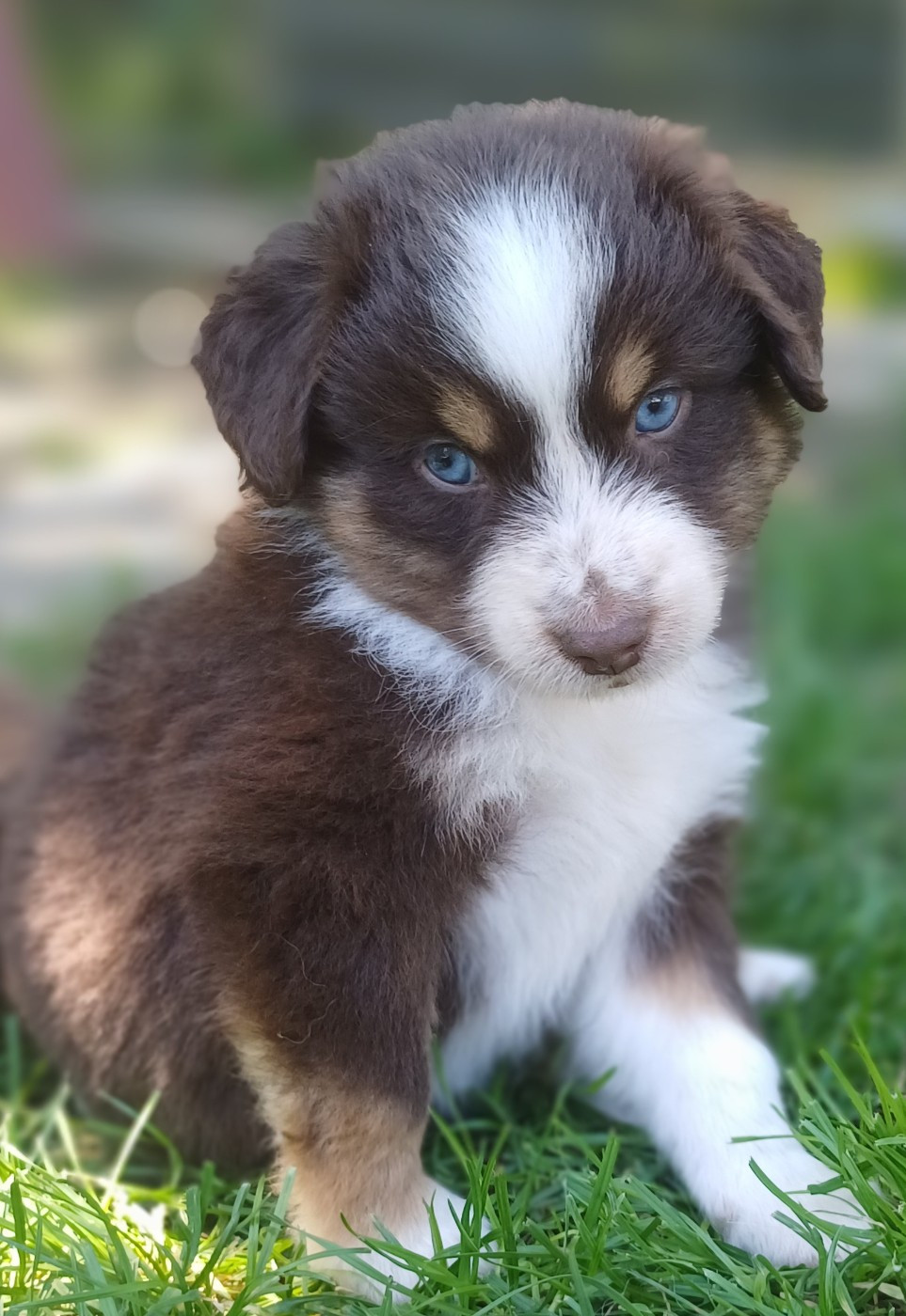 des touches noires - Chiots disponibles - Berger Américain Miniature 