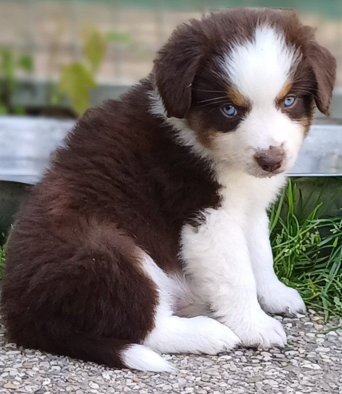 des touches noires - Chiots disponibles - Berger Américain Miniature 