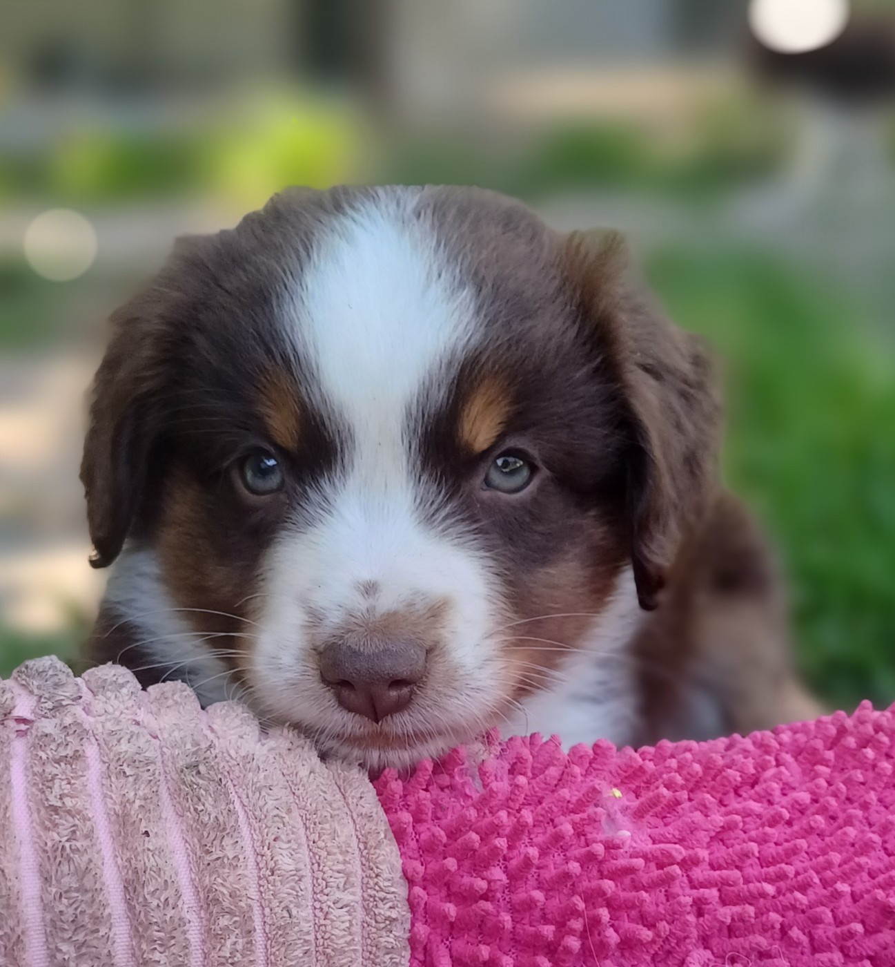 des touches noires - Chiots disponibles - Berger Américain Miniature 