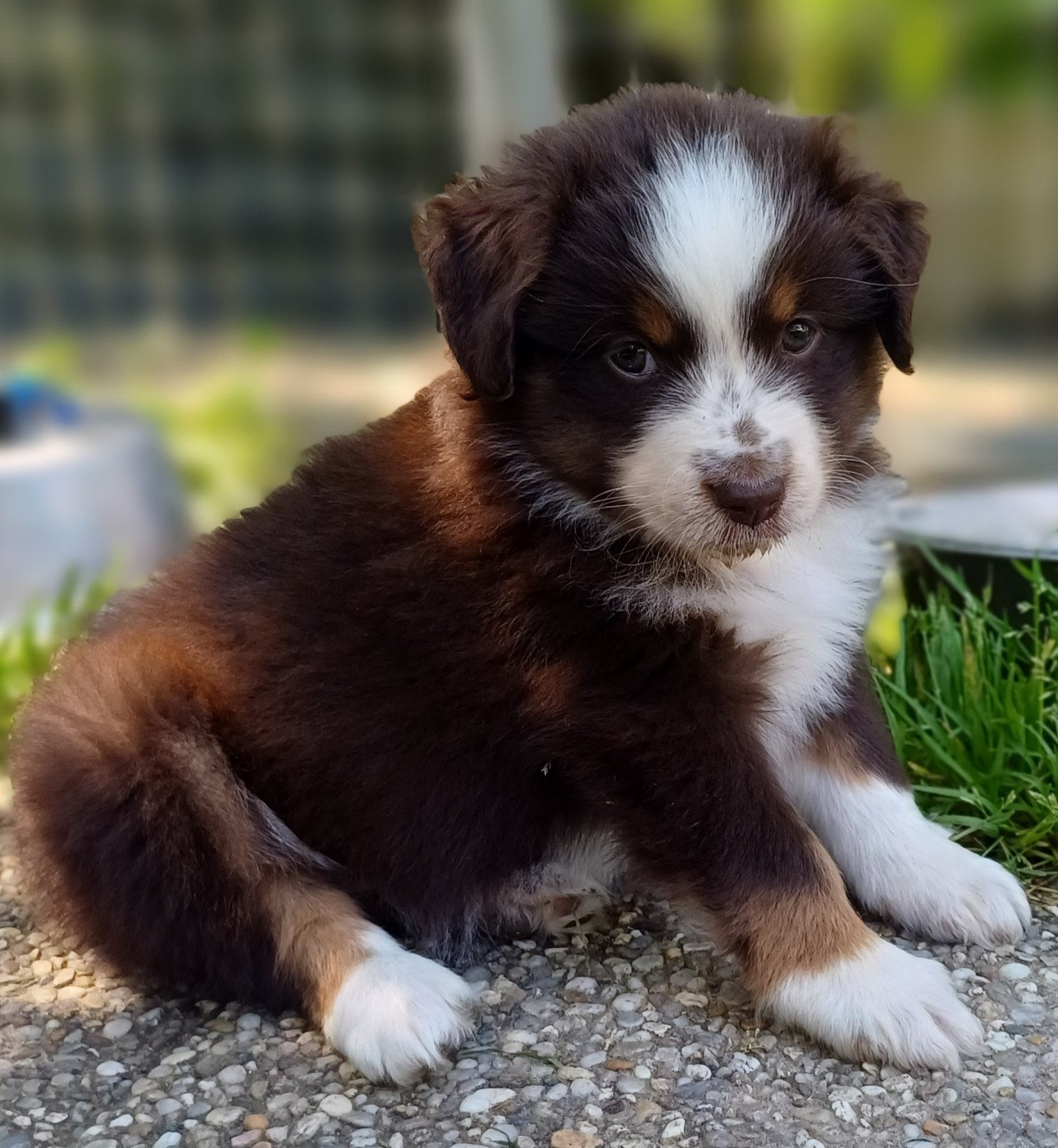 des touches noires - Chiots disponibles - Berger Américain Miniature 