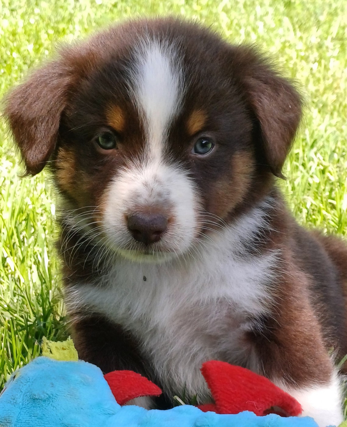 des touches noires - Chiots disponibles - Berger Américain Miniature 