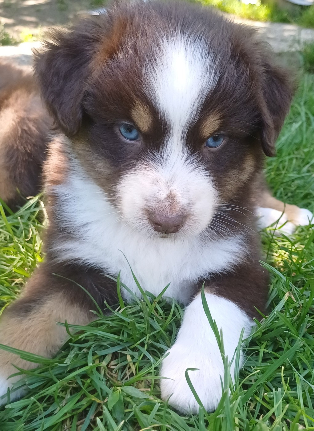 des touches noires - Chiots disponibles - Berger Américain Miniature 