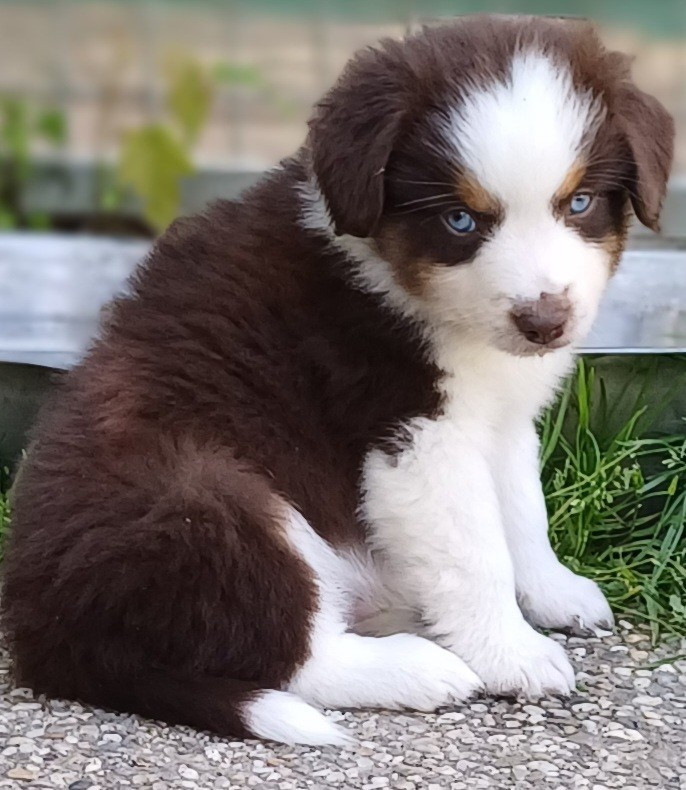 des touches noires - Chiots disponibles - Berger Américain Miniature 
