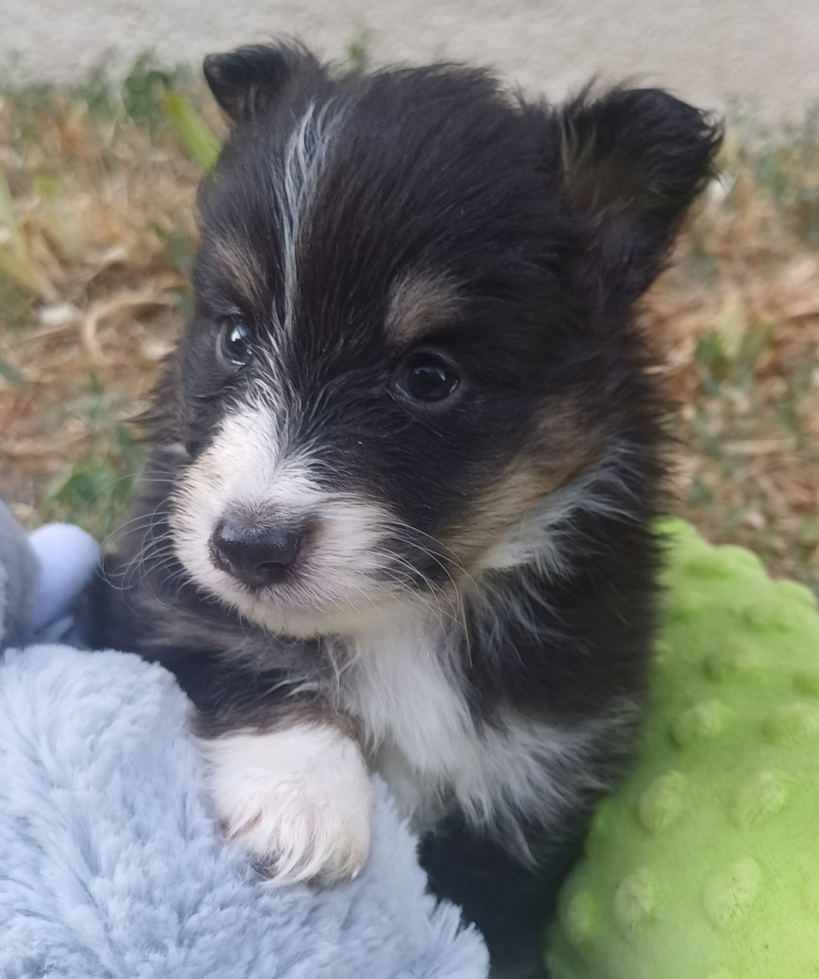des touches noires - Chiots disponibles - Shetland Sheepdog