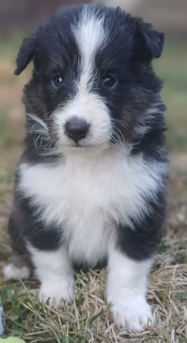des touches noires - Chiots disponibles - Shetland Sheepdog