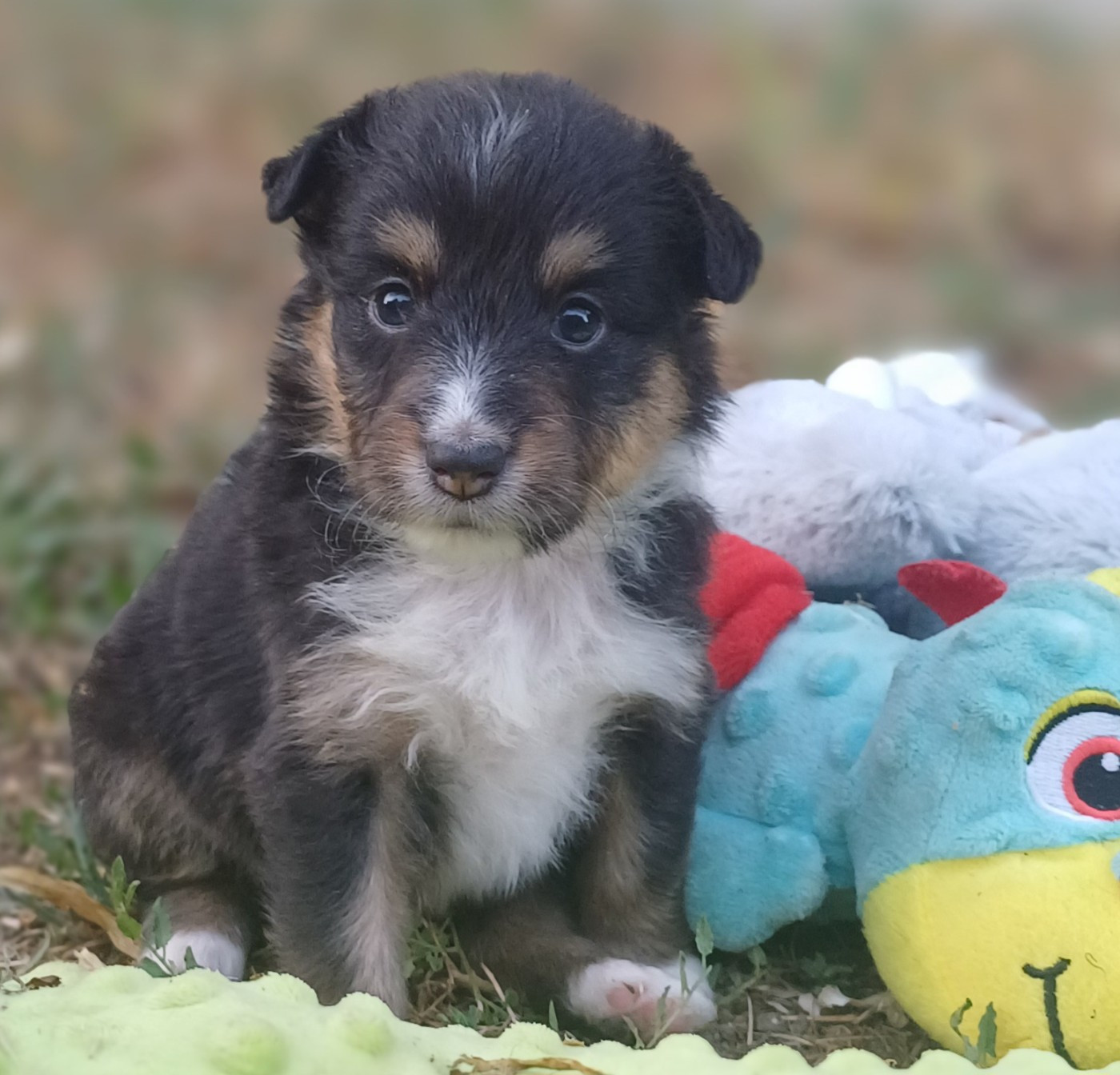 des touches noires - Chiots disponibles - Shetland Sheepdog