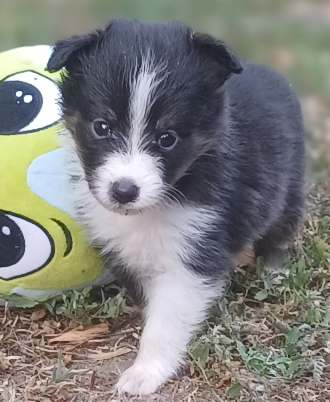 des touches noires - Chiots disponibles - Shetland Sheepdog
