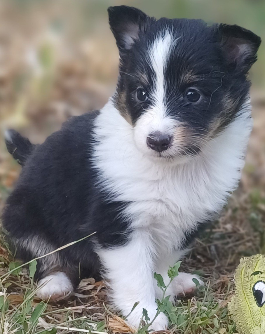 des touches noires - Chiots disponibles - Shetland Sheepdog