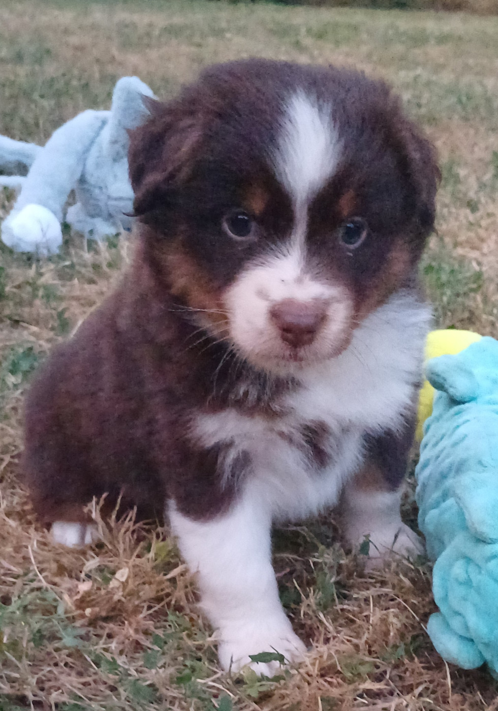 des touches noires - Chiots disponibles - Berger Américain Miniature 