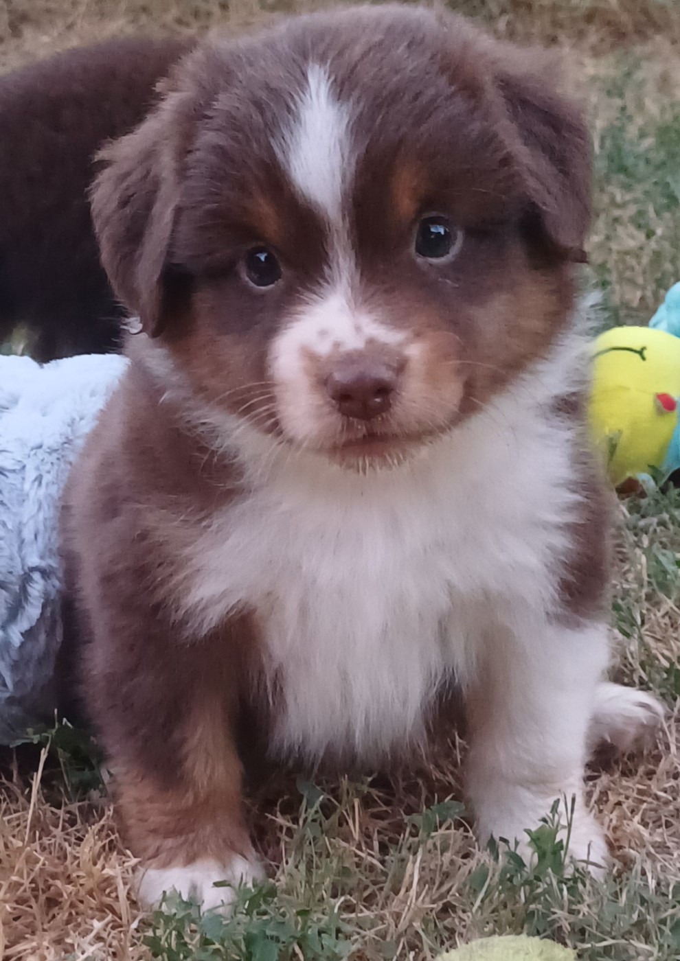 des touches noires - Chiots disponibles - Berger Américain Miniature 