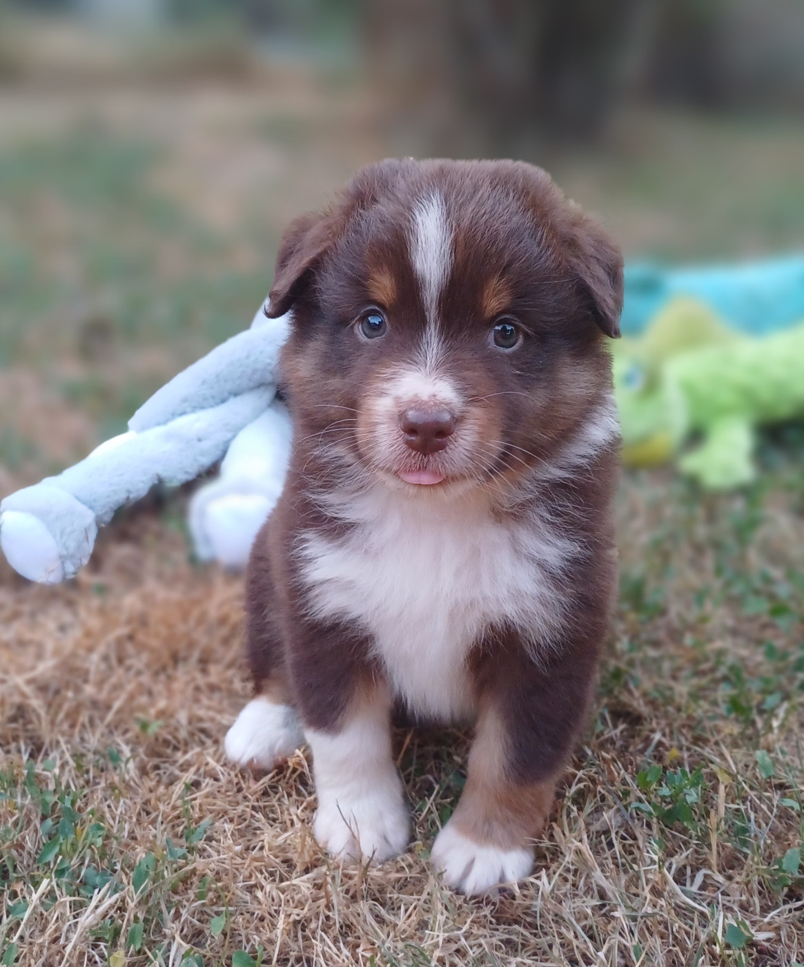 des touches noires - Chiots disponibles - Berger Américain Miniature 
