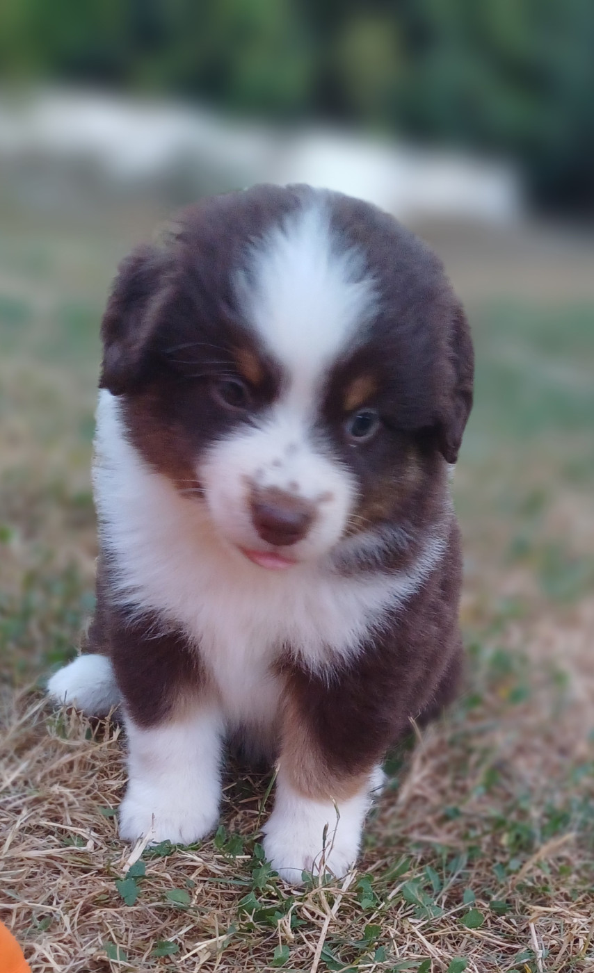 des touches noires - Chiots disponibles - Berger Américain Miniature 