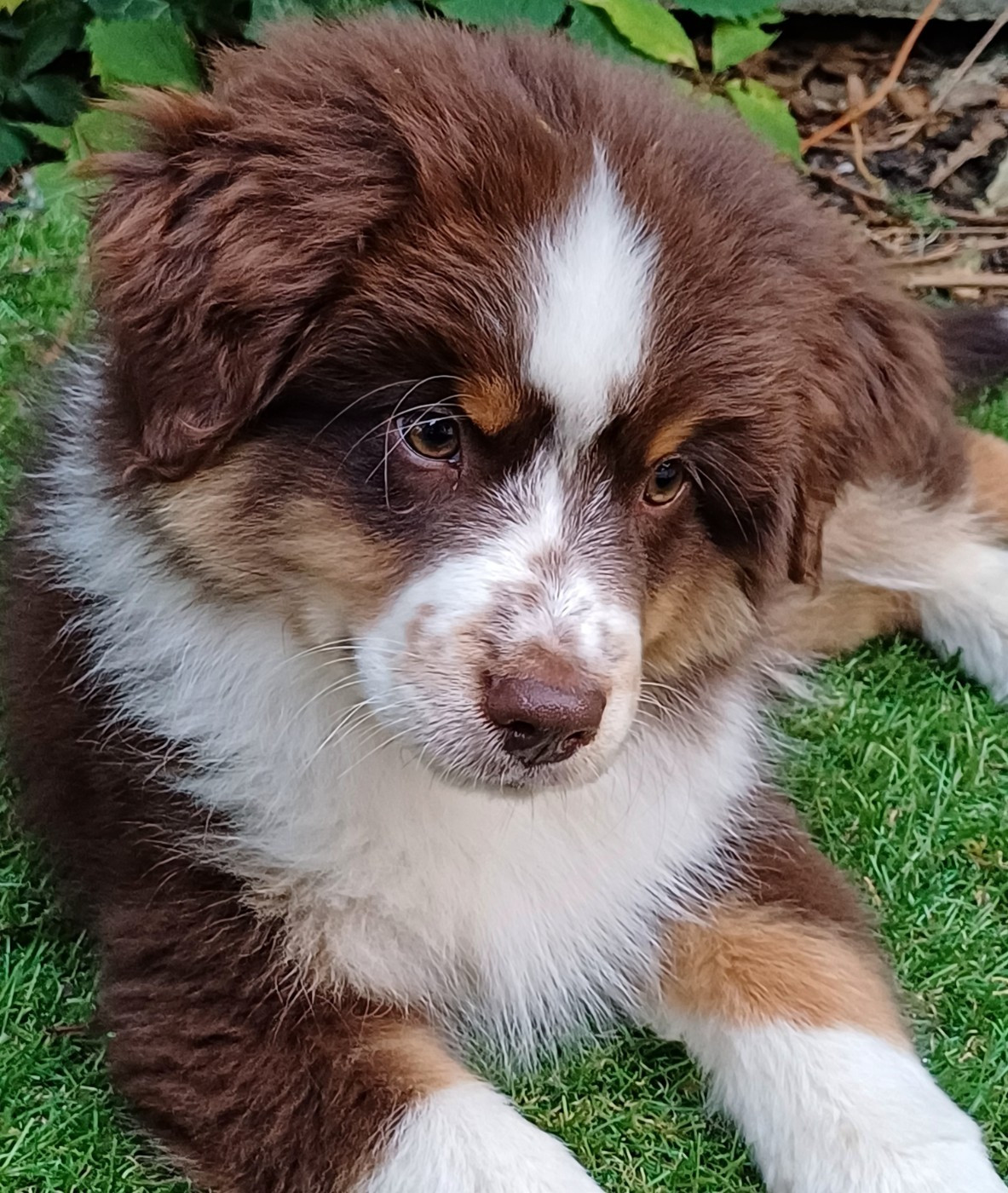des touches noires - Chiots disponibles - Berger Américain Miniature 