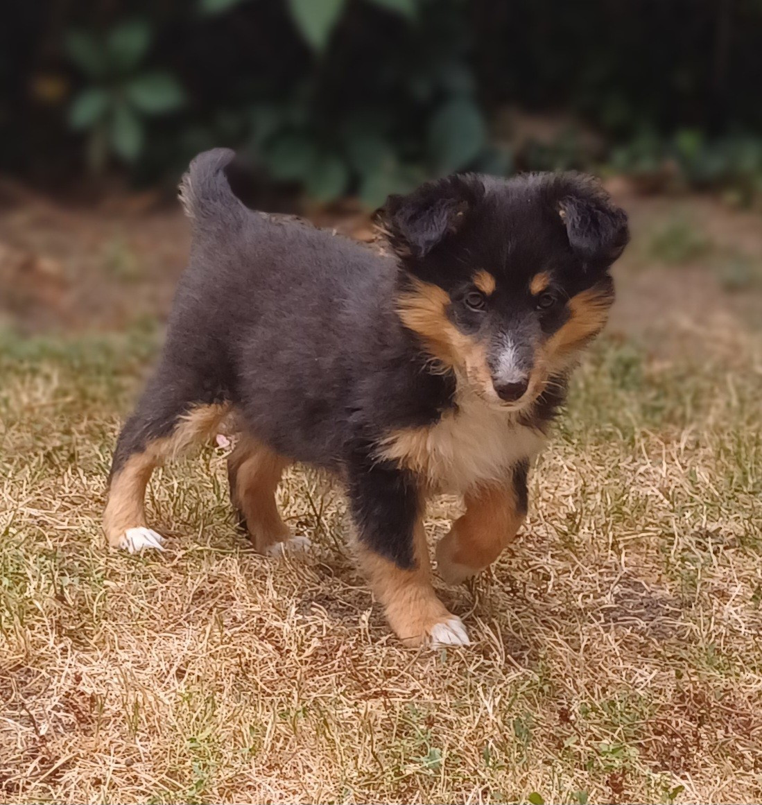 des touches noires - Chiots disponibles - Shetland Sheepdog