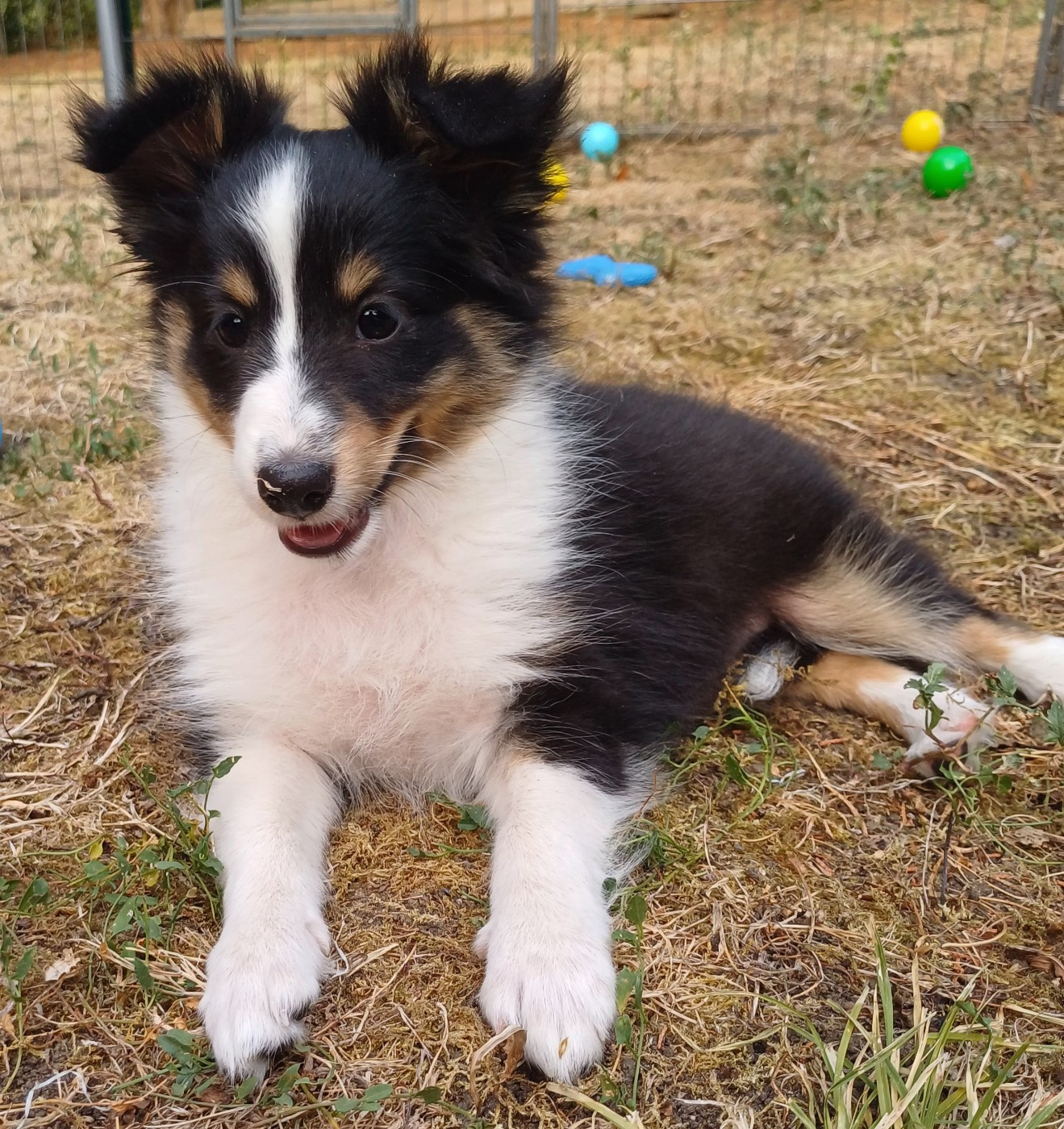 des touches noires - Chiots disponibles - Shetland Sheepdog