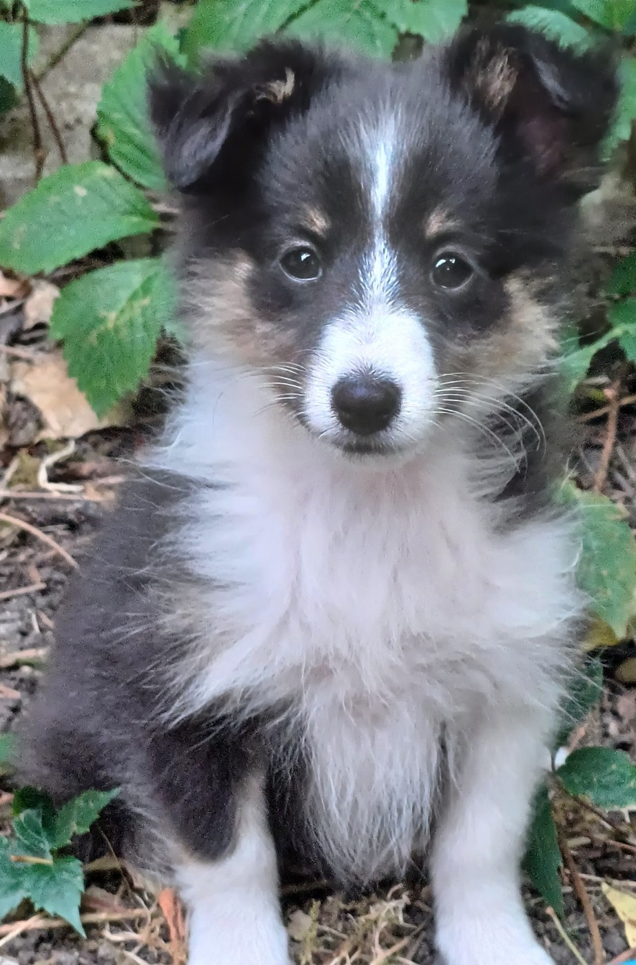 des touches noires - Chiots disponibles - Shetland Sheepdog