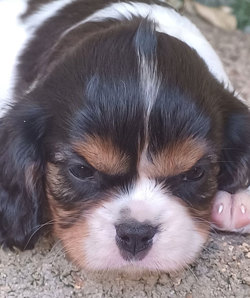 des touches noires - Chiots disponibles - Cavalier King Charles Spaniel