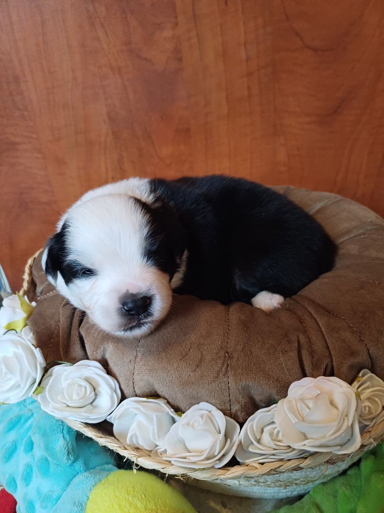 des touches noires - Chiots disponibles - Berger Américain Miniature 