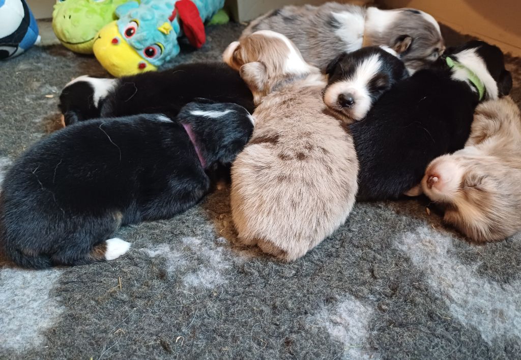 Chiot Berger Américain Miniature des touches noires