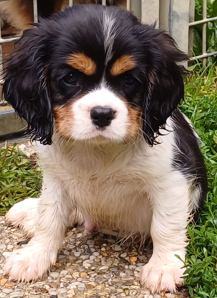 des touches noires - Chiots disponibles - Cavalier King Charles Spaniel