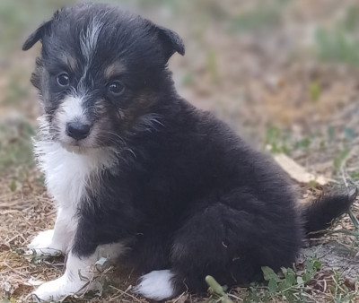 Chiot N°1